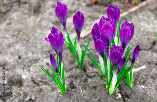 Crocus flowers are purple. Hello spring