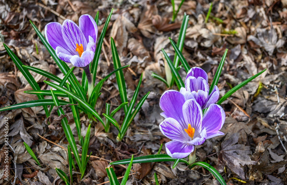 Signs of spring, purple and white crocuses blooming up through deal fall leaves Signs of spring, purple and white crocuses blooming up through deal fall leaves