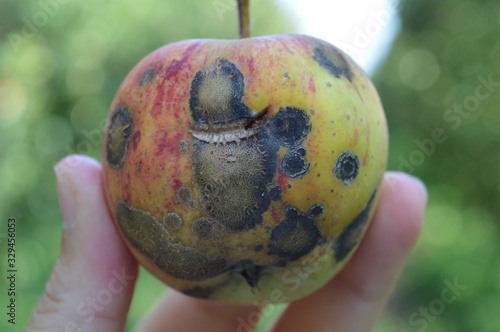 Photos Apple fruit highly infected with apple scab