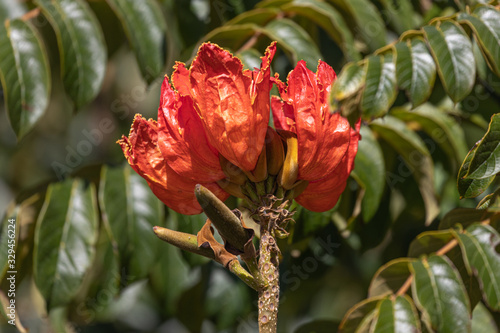 Flowers of African Tulip Tree.  Galeana.