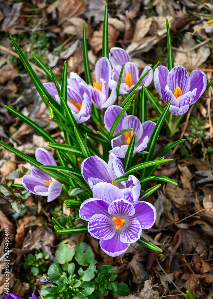 Signs of spring, purple and white crocuses blooming up through deal fall leaves