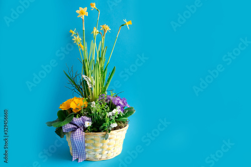 Fototapeta Naklejka Na Ścianę i Meble -  Wicker basket with various colored flowers, primrose and daffodils. Ideal for a greeting card. Mother's Day, Women's Day and March 8th. Place for text. Postcard