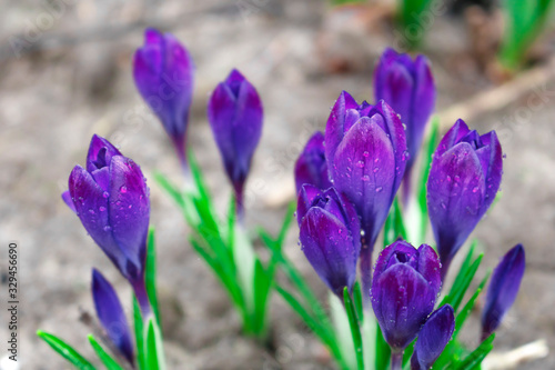 Crocus flowers are purple. Hello spring