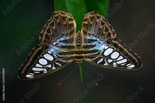A tropical butterfly with wings spread, a clipper or parthenos sylvia m, against a green background