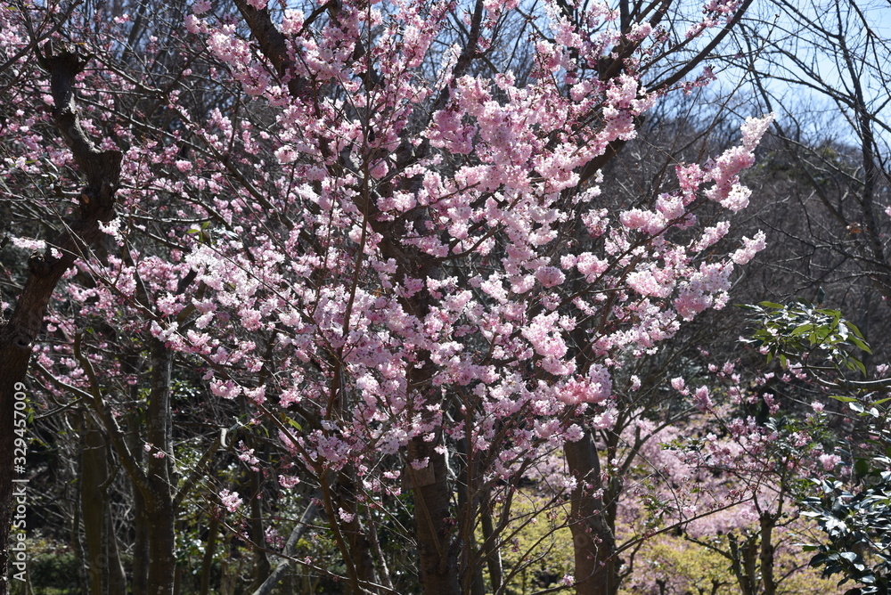 Spring photo material / landscape with cherry trees.