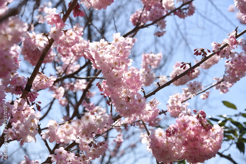 Spring photo material / landscape with cherry trees.