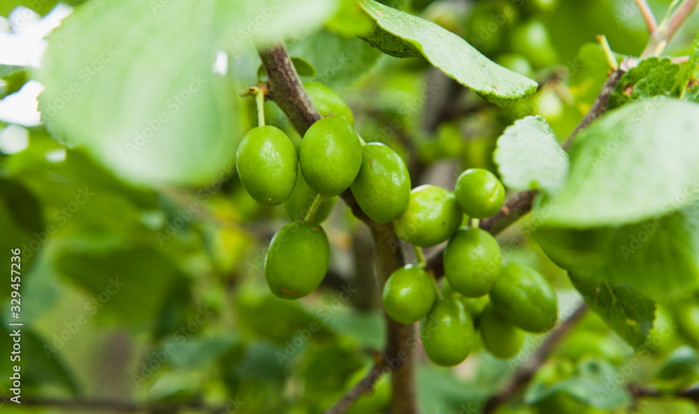 Prunus domestica -  green plum fruit on the branches in plum orchard.