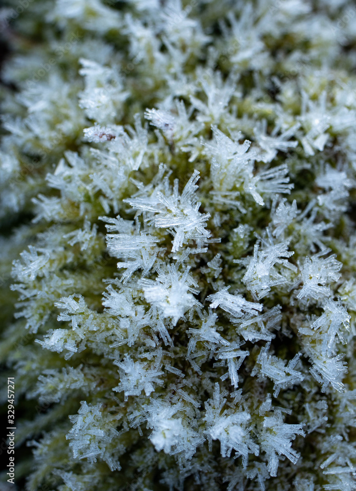 close up of a tree leaf with frost. snow and frost in winter. frosted leaf close up of a tree leaf with frost. snow and frost in winter. frosted leaf