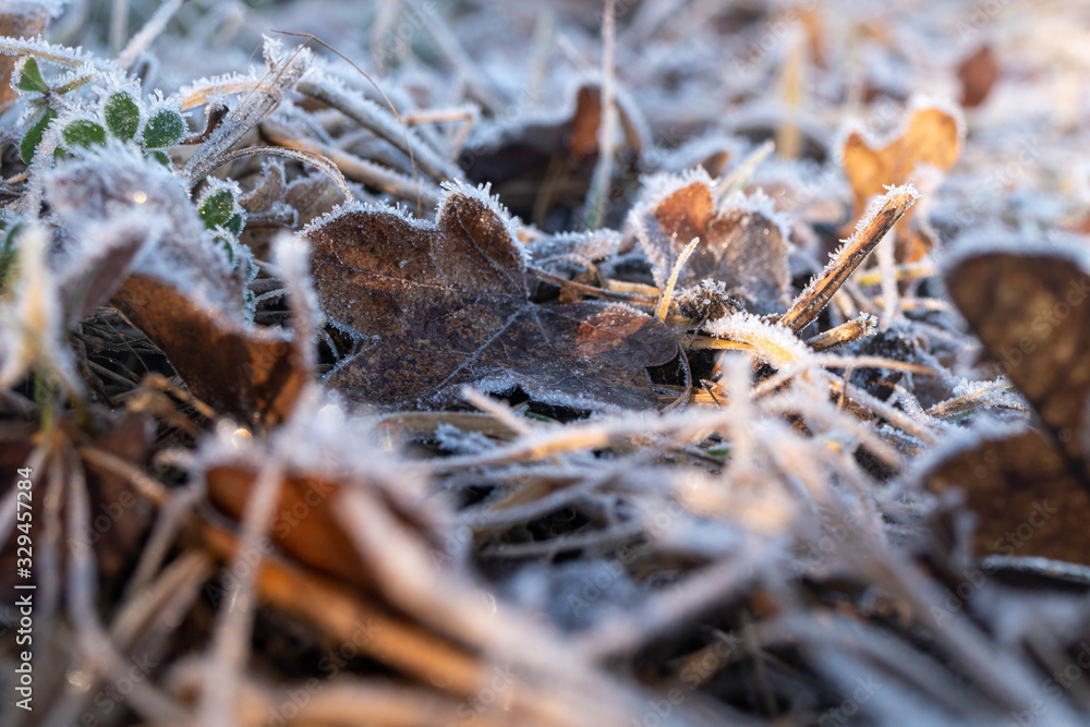 close up of a tree leaf with frost. snow and frost in winter. frosted leaf close up of a tree leaf with frost. snow and frost in winter. frosted leaf