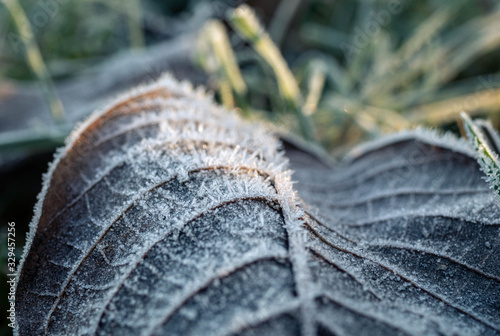 close up of a tree leaf with frost. snow and frost in winter. frosted leaf