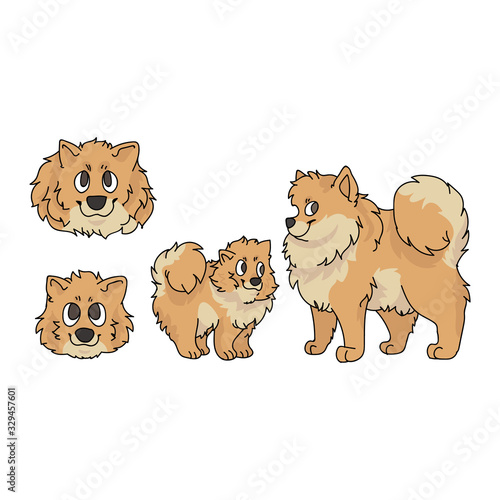 Cute cartoon pomeranian dog and puppy set breed vector clipart. Pedigree kennel doggie breed for dog lovers. Purebred domestic for pet parlor illustration mascot. Isolated canine spitz hound. EPS 10. 