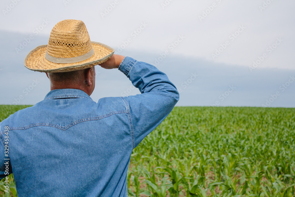 Senior farmer with straw hat stands in the field and looks into distance at young corn field