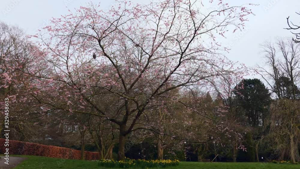 A blossom tree at the start of spring beginning to bloom in a local park in north yorkshire UK A blossom tree at the start of spring beginning to bloom in a local park in north yorkshire UK