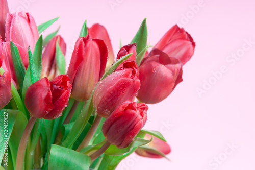 Red tulips with drops of water on a pink background