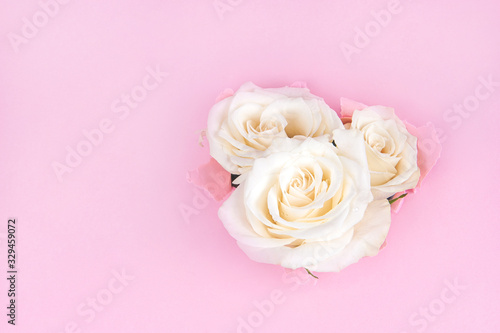 White roses through torn paper on a pink background