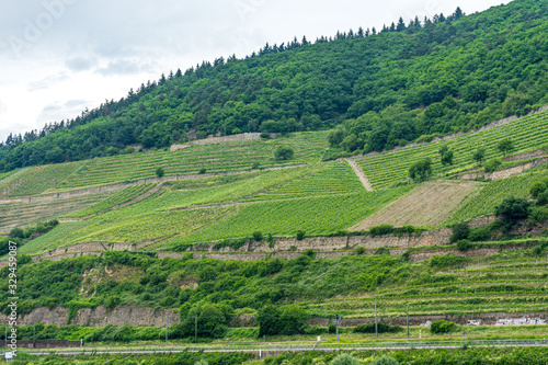 Germany  Rhine Romantic Cruise  a close up of a lush green field