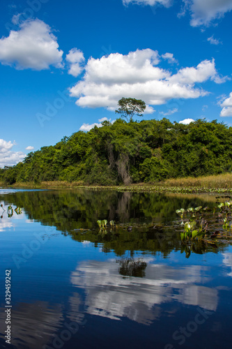 Lonely tree with reflection in Pantanal de Marimbus