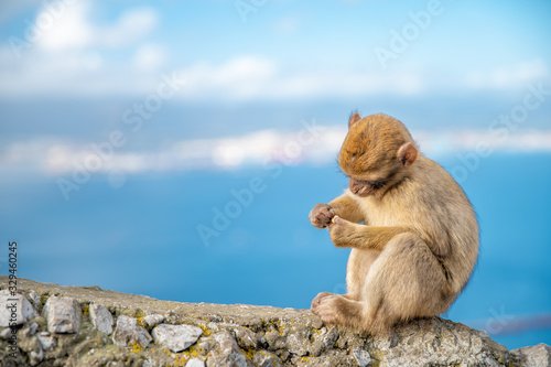 a young monkey sitting on the edge of a cliff on the seashore. Macaca sylvanus
