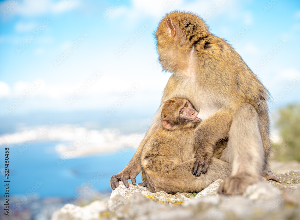 Obraz premium young monkey sucks milk from mum