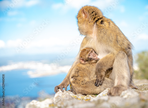 young monkey sucks milk from mum