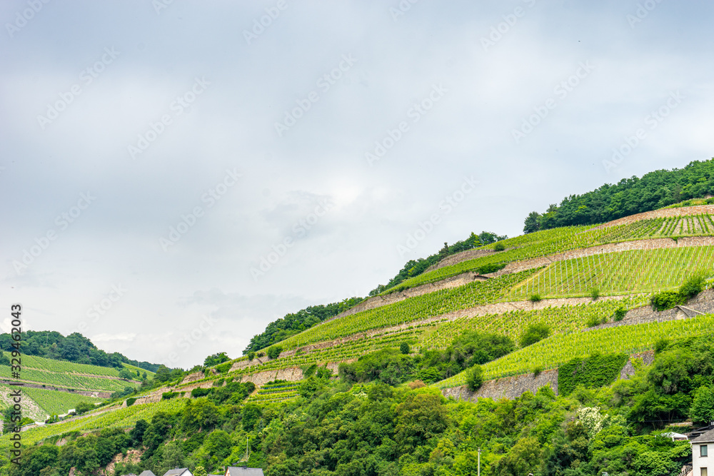 Germany, Rhine Romantic Cruise, a close up of a lush green hillside