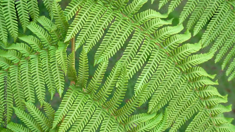 Tree fern Palm branches moving under the light wind green natural texture pattern.The tree ferns are the ferns that grow with a trunk elevating the fronds above ground level. Tree fern Palm branches moving under the light wind green natural texture pattern.The tree ferns are the ferns that grow with a trunk elevating the fronds above ground level.