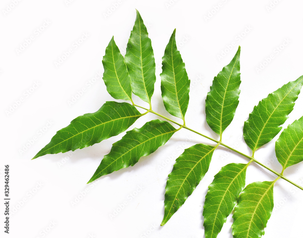 Fototapeta premium green leaf isolated on white background