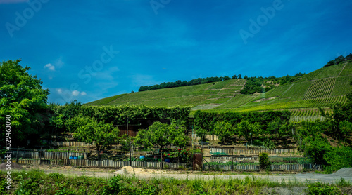 Germany, Hiking Frankfurt Outskirts, a group of bushes and trees