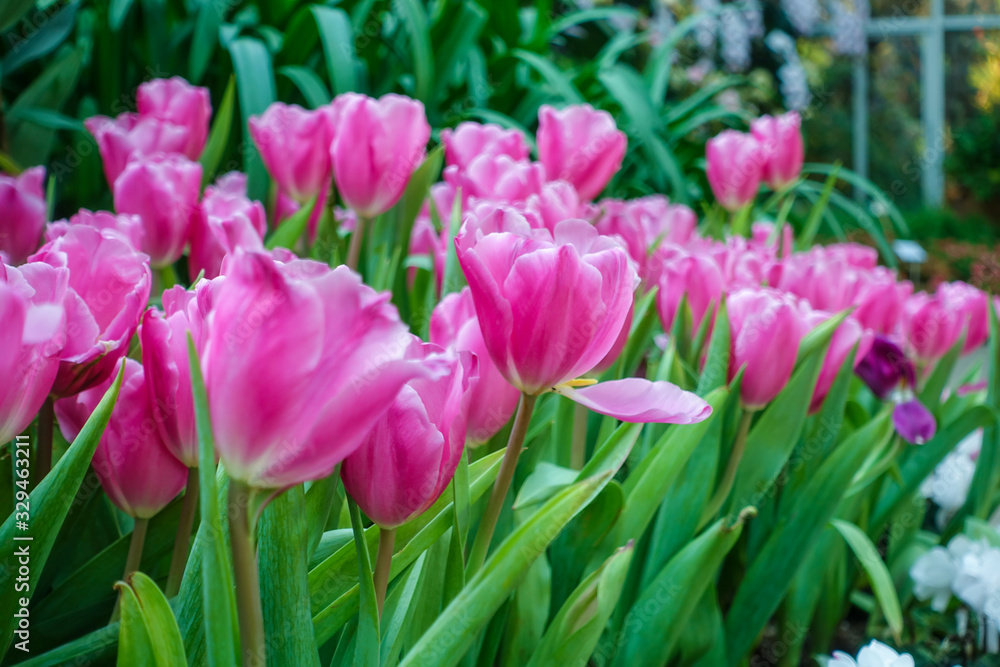 Tulip flowers in summer at garden Tulip flowers in summer at garden