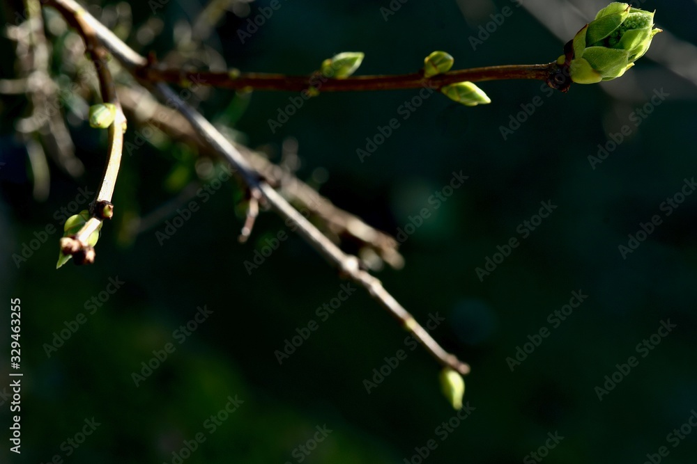 blooming green leaf bud on a tree branch blooming green leaf bud on a tree branch