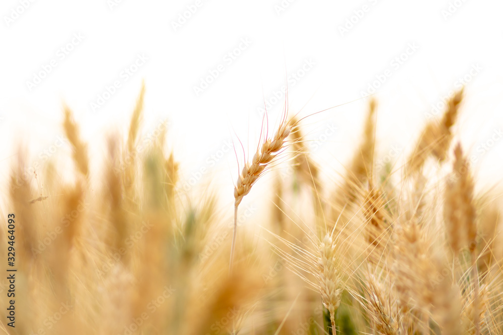 Wheat crop field. Ears of golden wheat close up. Ripening ears of wheat field background. Rich harvest Concept. Wheat crop field. Ears of golden wheat close up. Ripening ears of wheat field background. Rich harvest Concept.