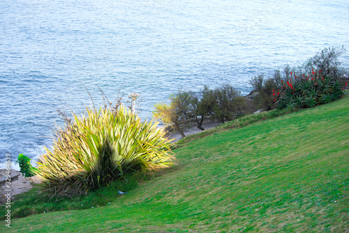 Sea shore in Mar del plata    plants  