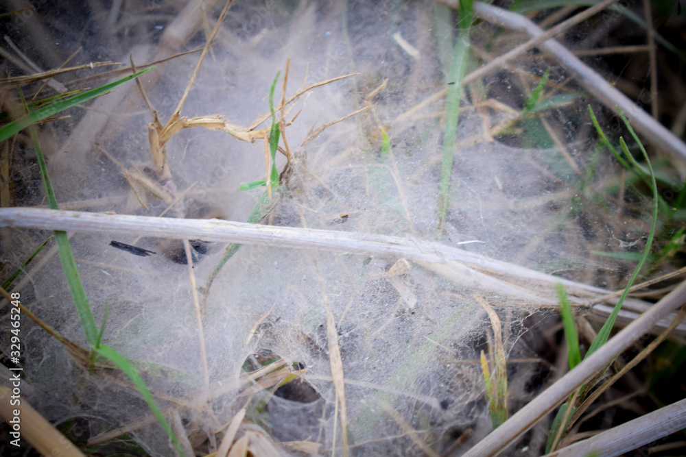 Obraz premium Spider web on the grass