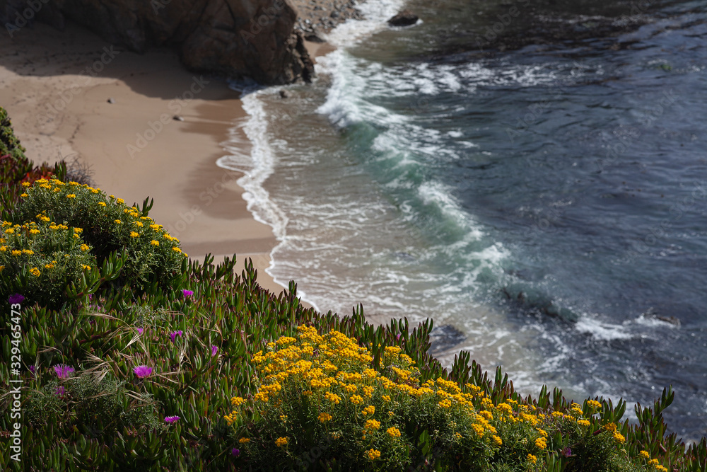 Obraz premium Coastal Cliff Flowers at Shoreline with Waves