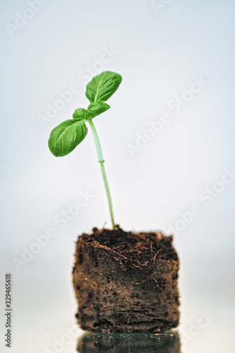 Small sprout of basil close-up in an organic pot on a white background