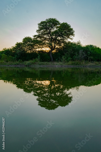 Árbol de Algarrobo reflejado en laguna verde