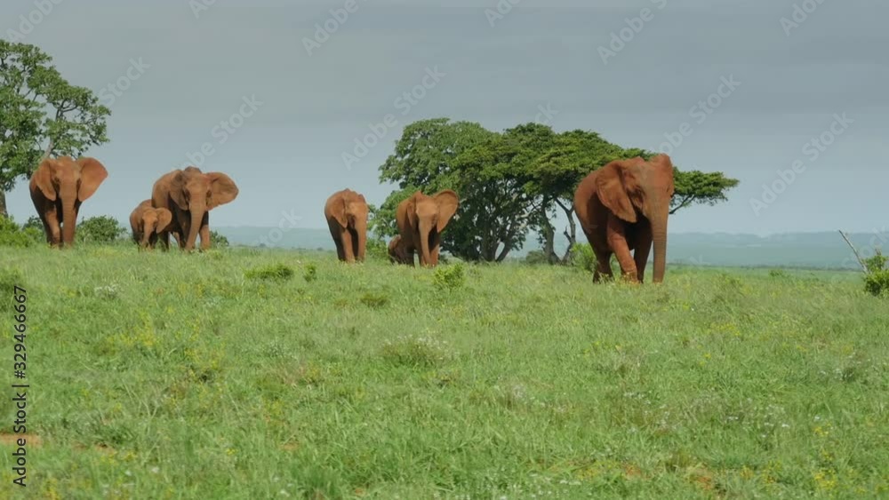 Slider view of Addo Elephant herd walking through wide green savannah landscape Slider view of Addo Elephant herd walking through wide green savannah landscape