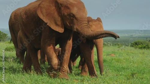 Dusty red elephant herd walks close together to protect tiny baby calf between large females. Alert matriarch smells the air with trunk