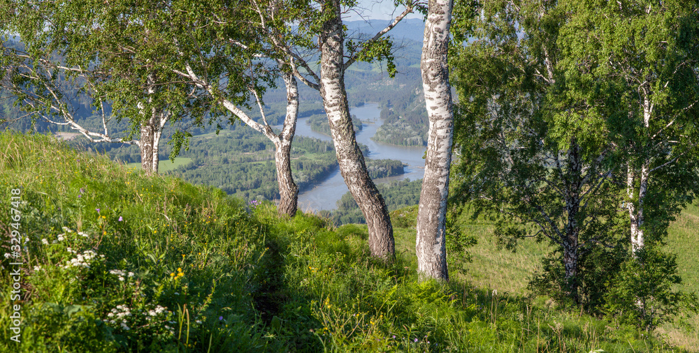 Naklejka premium Birch trees over the river. Sunny summer day, countryside.