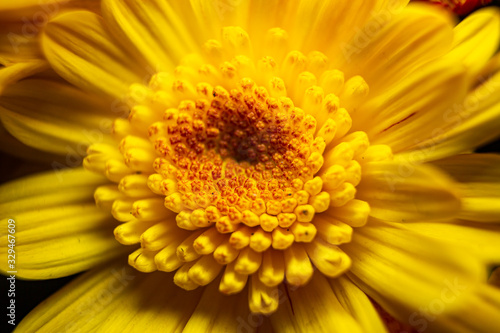 close-up da flor margarida