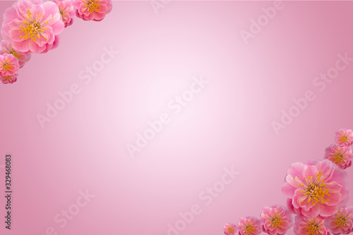 Cherry blossom in spring  with pink background