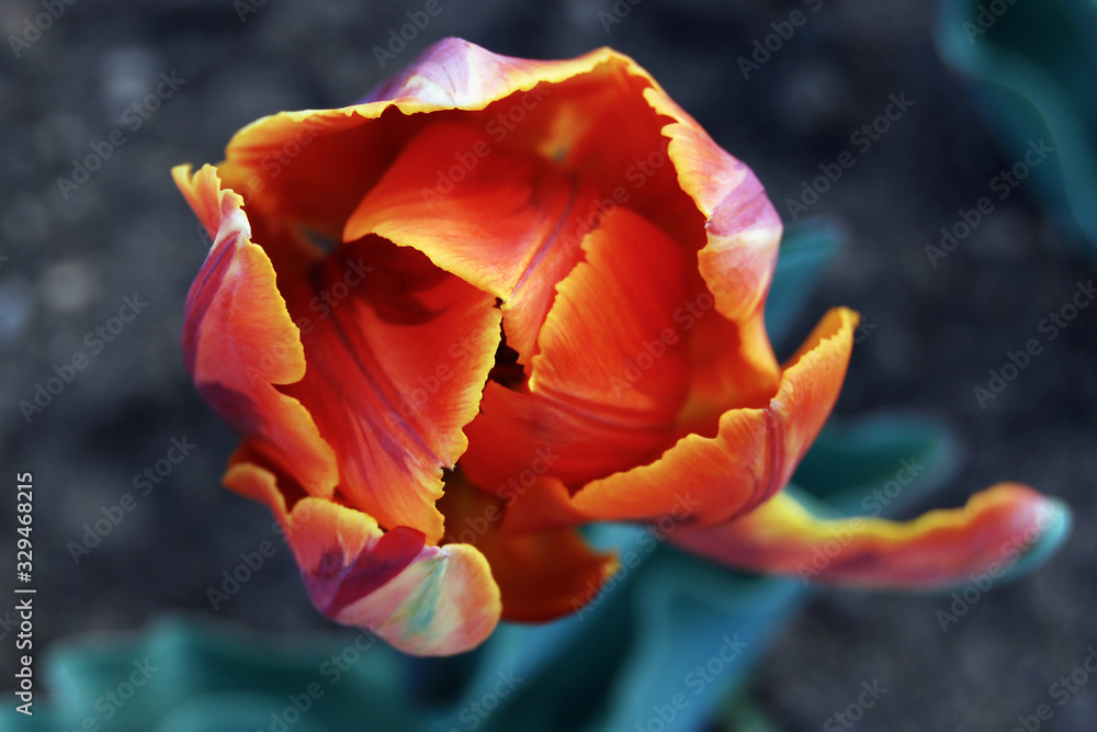 coseup of orange tulip, top view coseup of orange tulip, top view