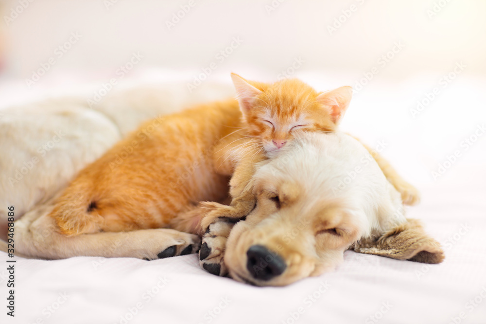 Cat and dog sleeping. Puppy and kitten sleep.