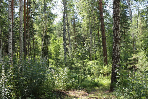 forest thickets of trees in summer green leaves in the sunlight