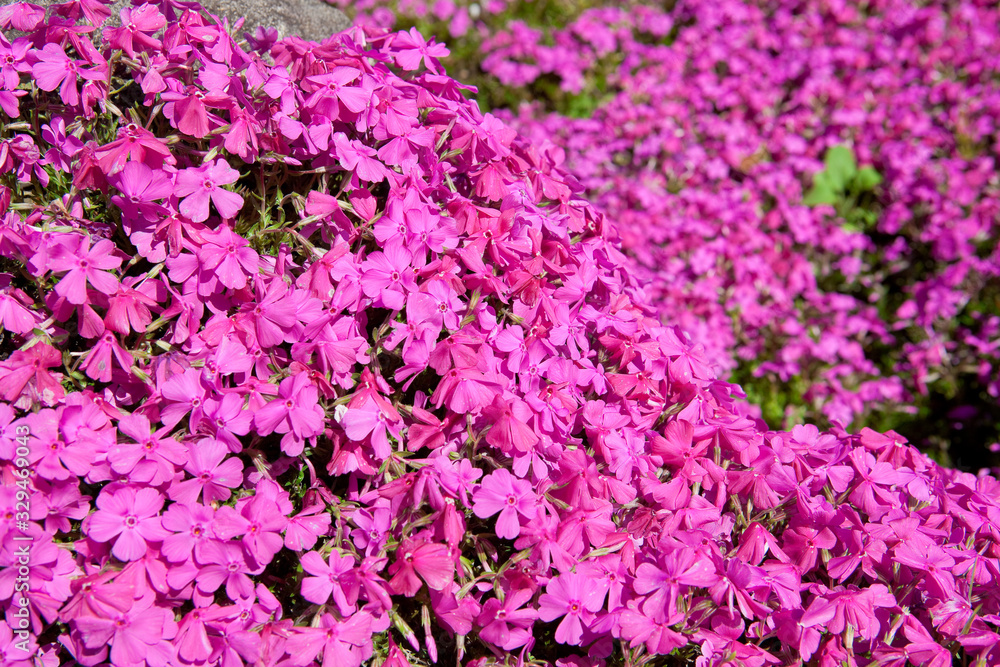 かもんしらおの芝ザクラ かもんしらおの芝ザクラ