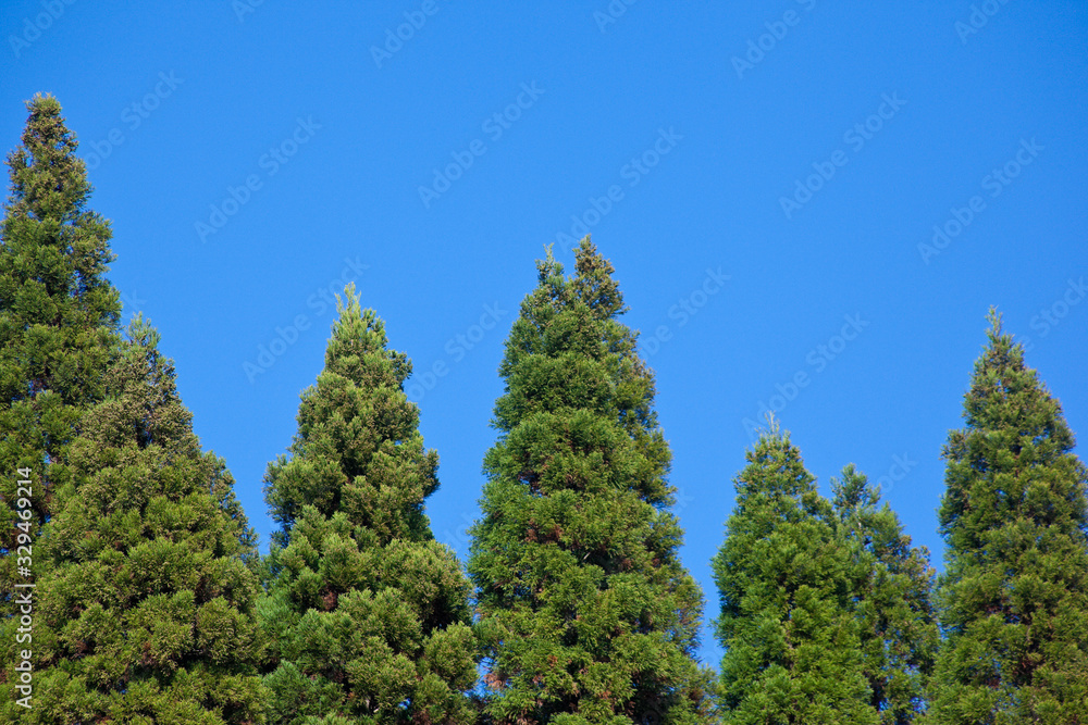 Obraz premium 杉の木立