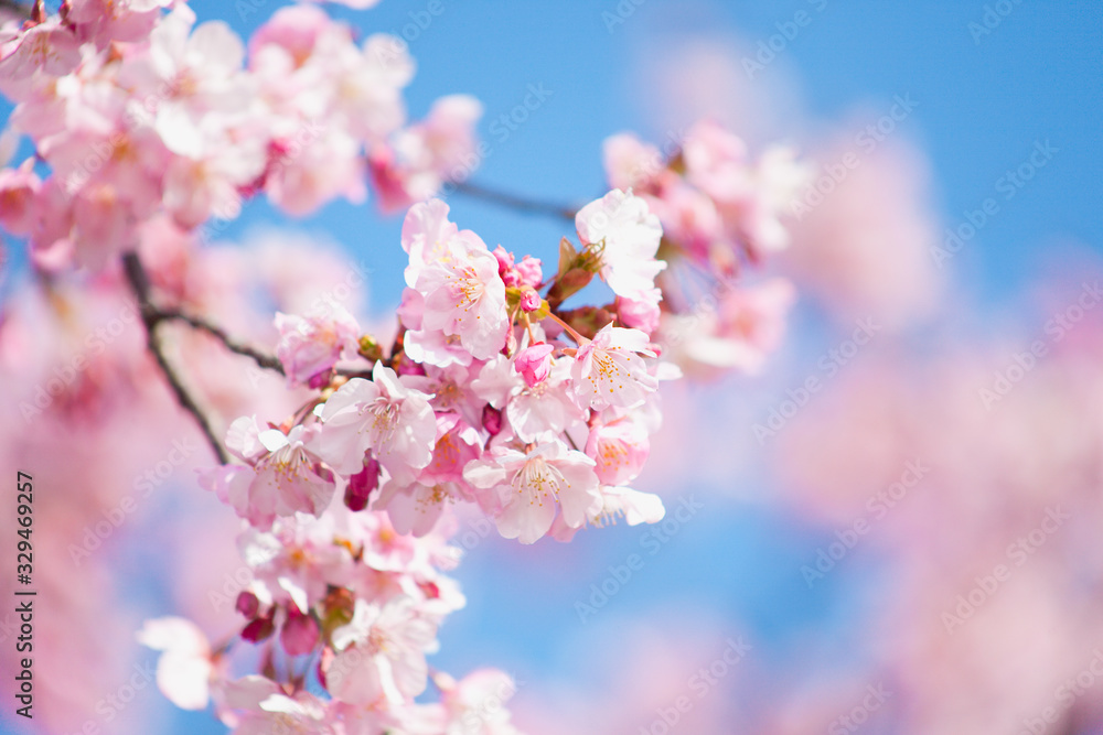 早春の河津桜	
