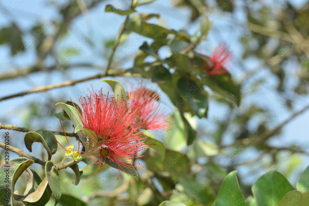 Flowers and leaves of the Syzygium Fruit Flowers and leaves of the Syzygium Fruit