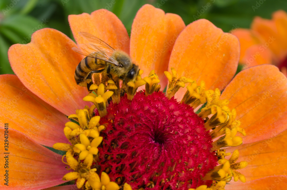 Bee pollinating an orange and red flower. Bee pollinating an orange and red flower.