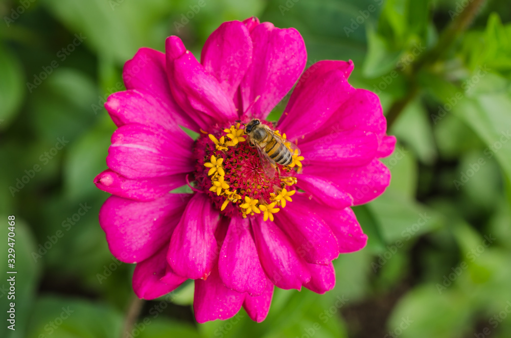 Bee resting on a pink flower in the botanical garden.